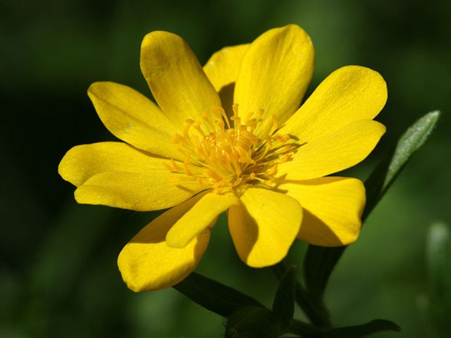 Ranunculus macranthus (Large buttercup) #19341