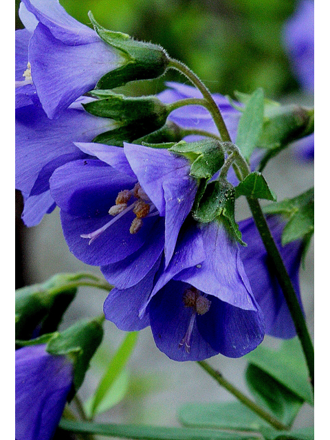 Polemonium reptans (Greek valerian) #30748