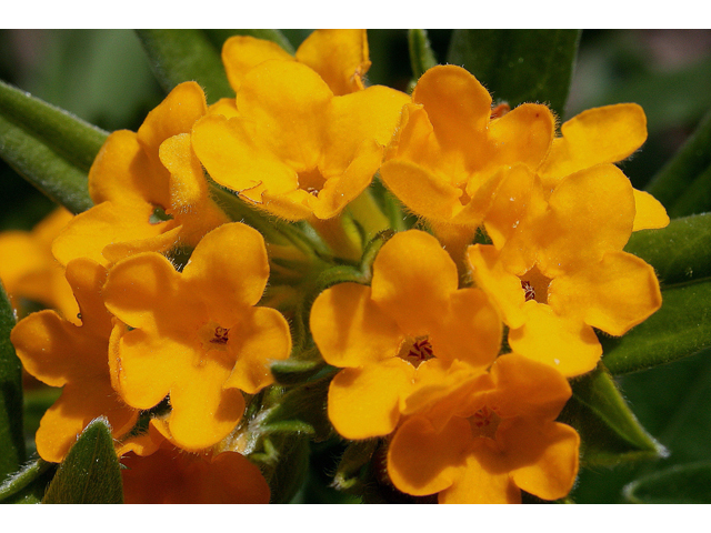 Lithospermum canescens (Hoary puccoon) #30758