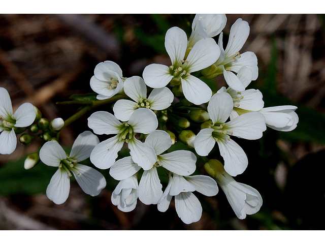 Cardamine bulbosa (Bulbous bittercress) #30762