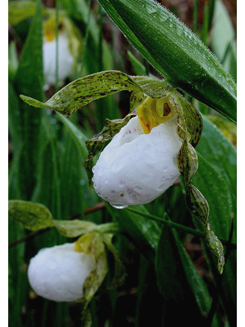 Cypripedium candidum (White lady's slipper) #30774