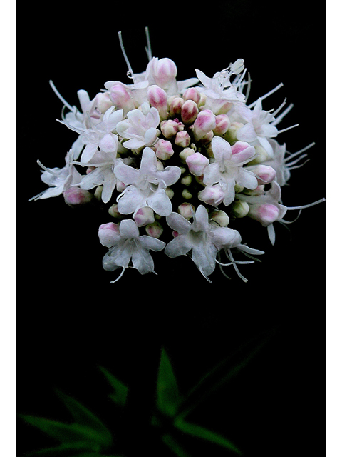 Valeriana uliginosa (Mountain valerian) #30782