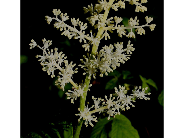 Maianthemum racemosum (Feathery false lily of the valley) #30790