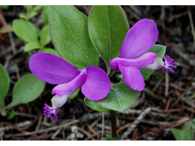 Polygala paucifolia (Gaywings) #30794