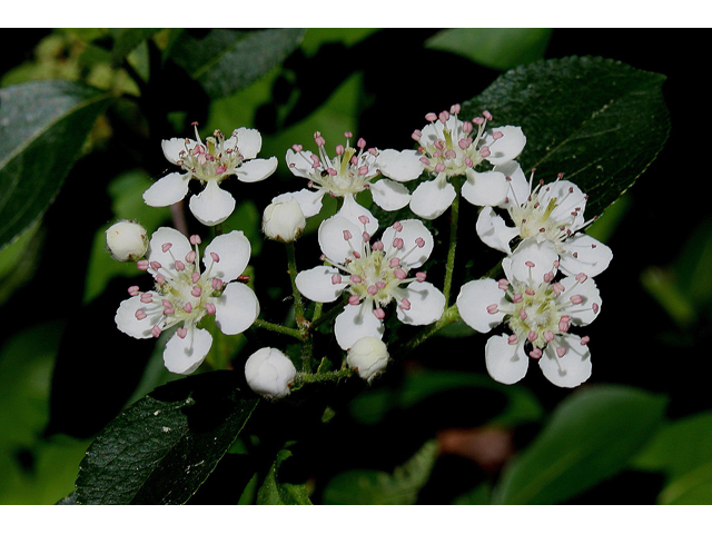 Photinia floribunda (Purple chokeberry) #30798