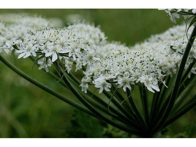 Heracleum maximum (Common cowparsnip) #30806