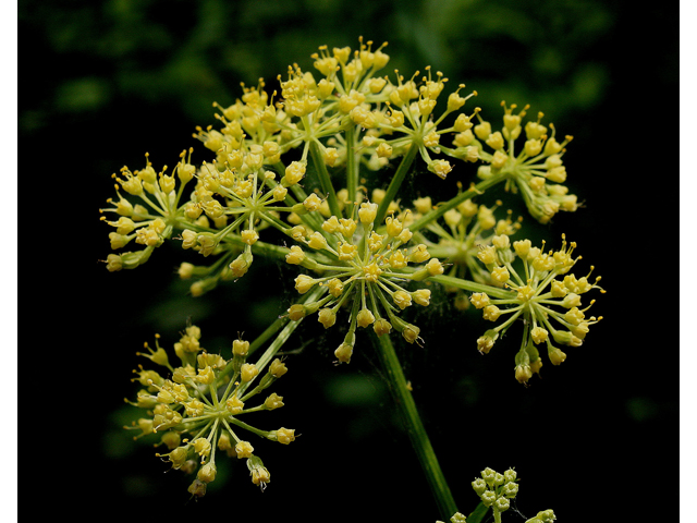 Thaspium barbinode (Hairy-jointed meadowparsnip) #30814