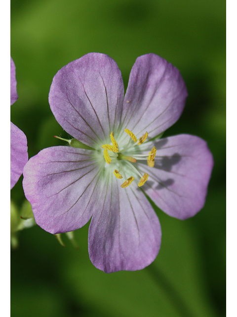 Geranium maculatum (Spotted geranium) #30817