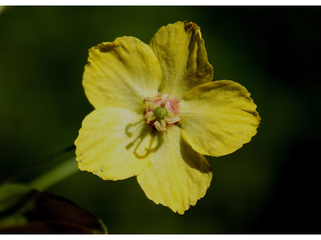 Lysimachia ciliata (Fringed loosestrife) #30834