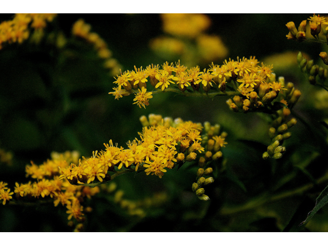 Solidago gigantea (Giant goldenrod) #30870