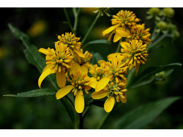 Verbesina alternifolia (Wingstem) #30871