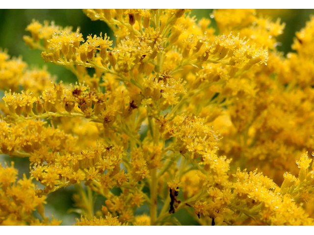 Solidago altissima (Tall goldenrod) #30880