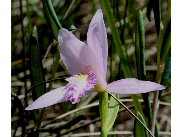 Pogonia ophioglossoides (Rose pogonia) #30889