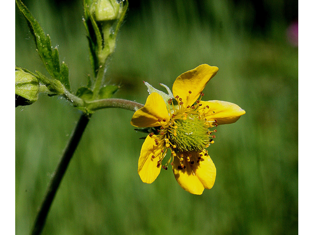 Geum aleppicum (Yellow avens) #30891