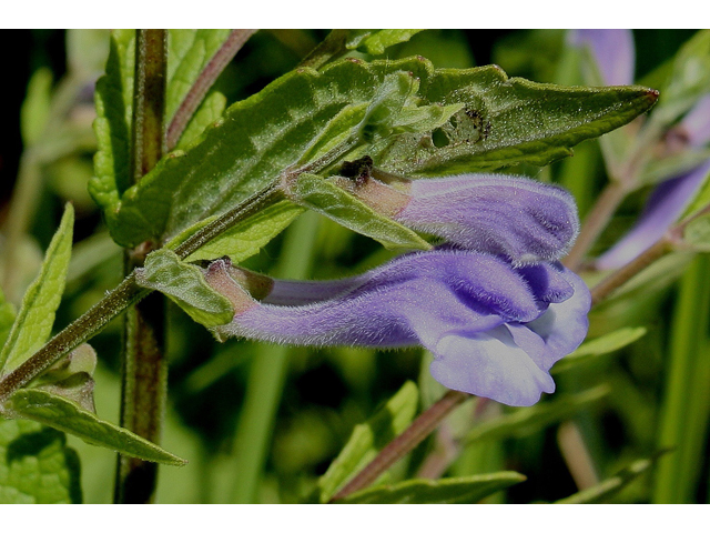 Scutellaria galericulata (Marsh skullcap) #30898