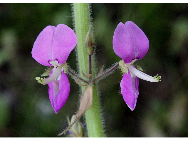 Desmodium illinoense (Illinois ticktrefoil) #30900