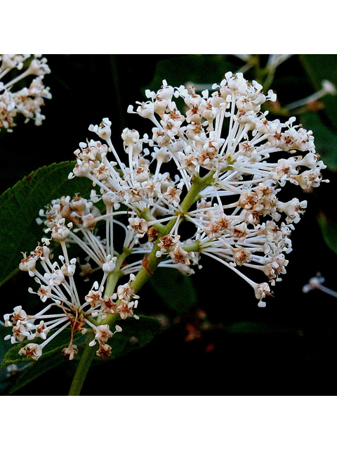 Ceanothus americanus (New jersey tea) #30902