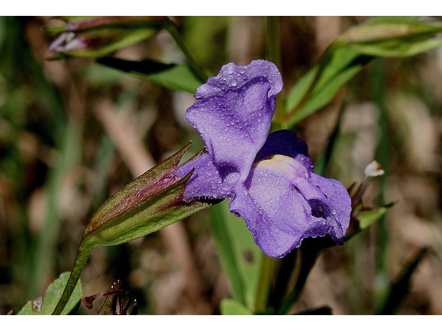 Mimulus ringens (Allegheny monkeyflower) #30918