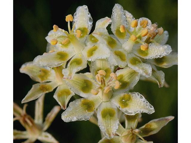 Zigadenus elegans ssp. elegans (Mountain deathcamas) #30922