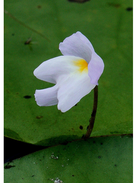 Utricularia purpurea (Eastern purple bladderwort) #30926