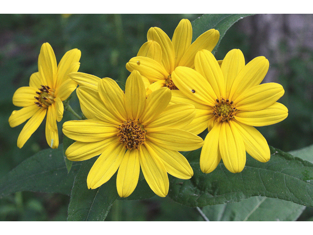 Helianthus divaricatus (Woodland sunflower) #30935