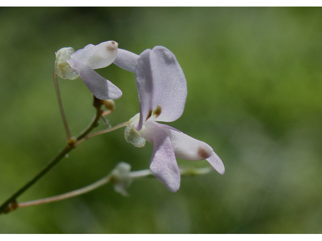 Desmodium nudiflorum (Nakedflower ticktrefoil) #30948