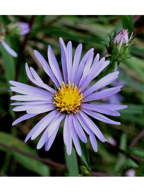 Symphyotrichum puniceum (Purplestem aster) #30952