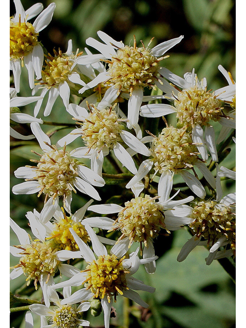 Doellingeria umbellata (Parasol whitetop) #30953