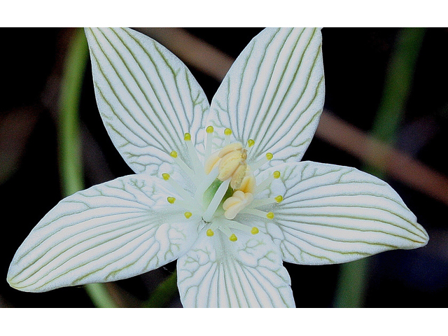 Parnassia glauca (Fen grass of parnassus) #30959