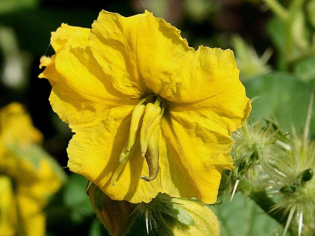 Solanum rostratum (Buffalo bur) #30967