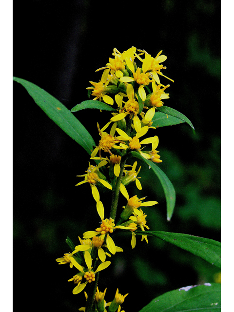 Solidago flexicaulis (Zigzag goldenrod) #30980