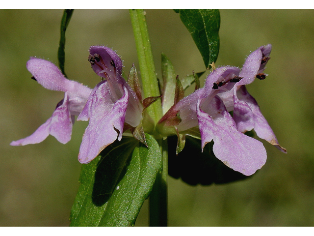 Stachys tenuifolia (Smooth hedgenettle) #30988