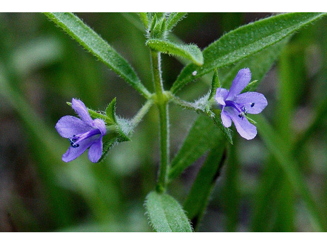 Trichostema brachiatum (Fluxweed) #30991