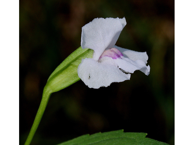 Mimulus ringens (Allegheny monkeyflower) #30995