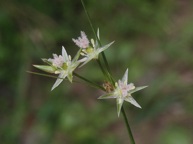 Juncus tenuis (Poverty rush) #30998