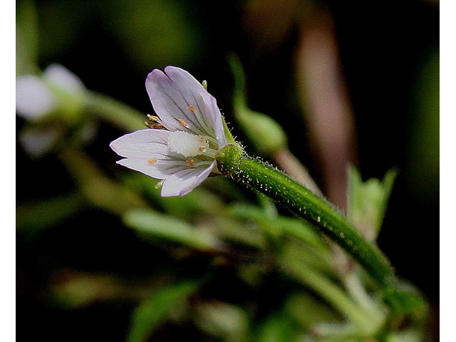 Epilobium coloratum (Purpleleaf willowherb) #31002