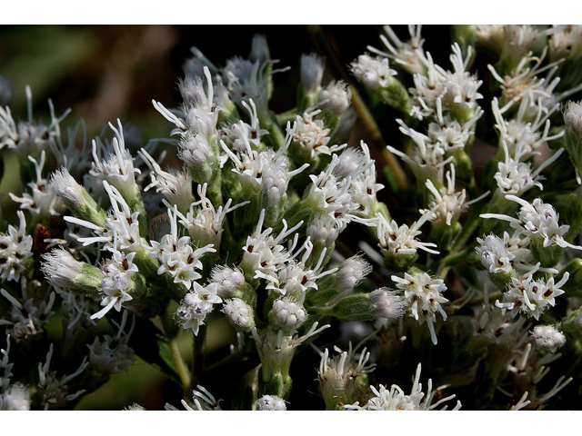 Eupatorium altissimum (Tall thoroughwort) #31013