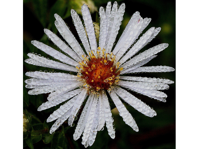 Symphyotrichum puniceum var. puniceum (Purplestem aster) #31016