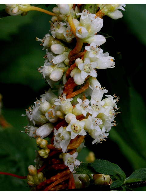 Cuscuta gronovii (Scaldweed) #31018