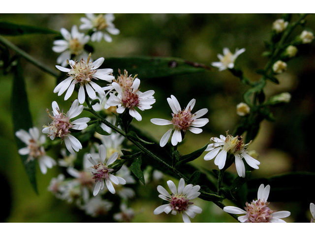 Symphyotrichum lateriflorum (Calico aster) #31022