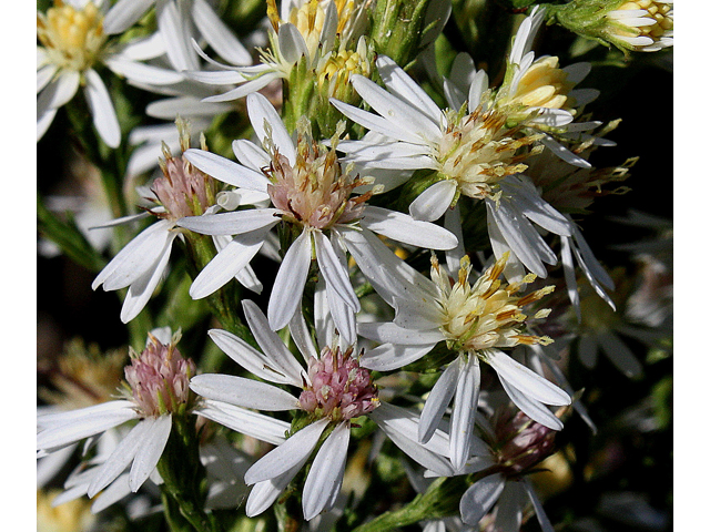 Symphyotrichum urophyllum (White arrowleaf aster) #31024