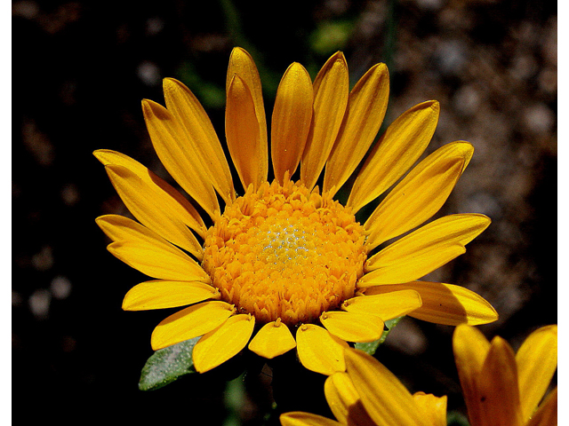 Grindelia squarrosa (Curlycup gumweed) #31025