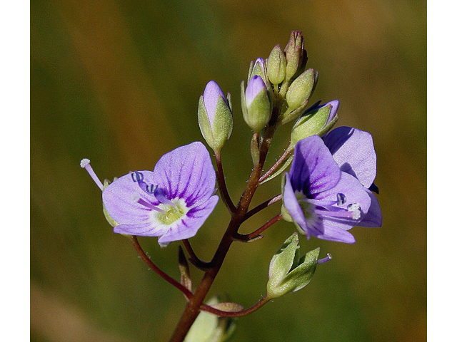 Veronica anagallis-aquatica (Water speedwell) #31026