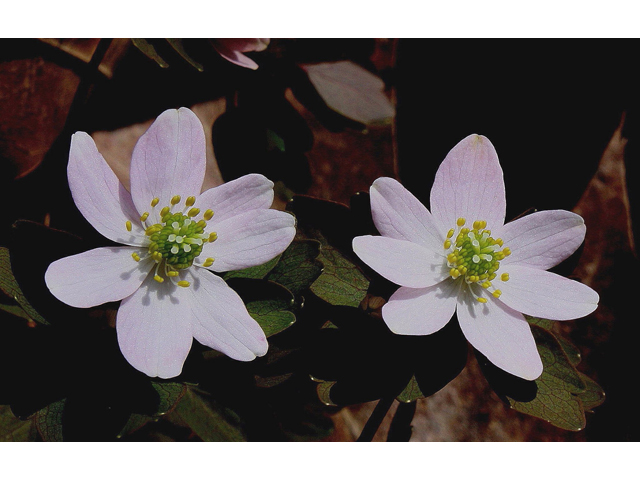 Thalictrum thalictroides (Rue anemone) #31036