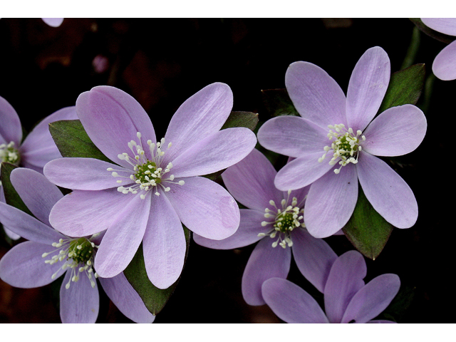 Hepatica nobilis var. acuta (Sharplobe hepatica) #31038