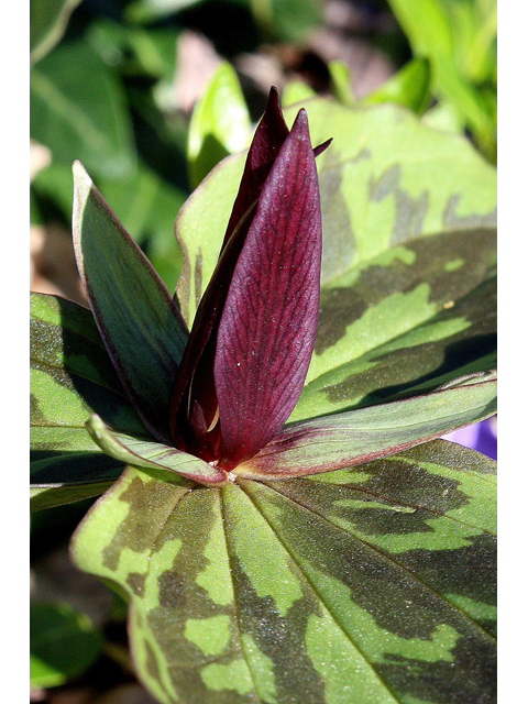 Trillium sessile (Toadshade) #31044