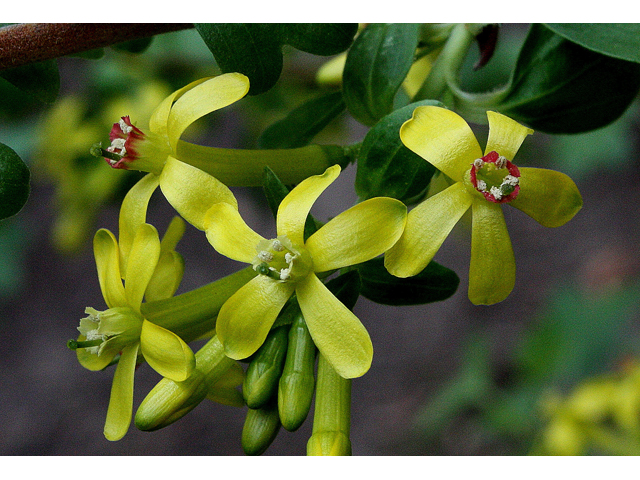 Ribes aureum var. villosum (Clove currant) #31052