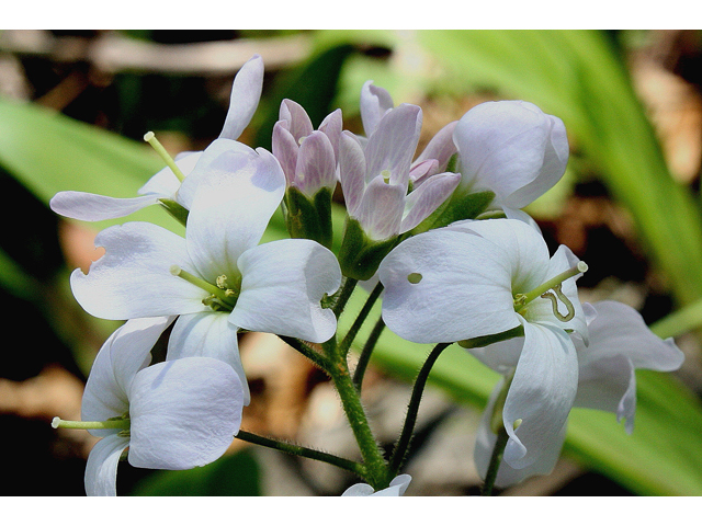 Cardamine concatenata (Cutleaf toothwort) #31058