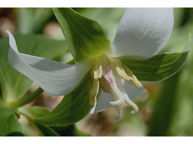 Trillium flexipes (Nodding wakerobin) #31068