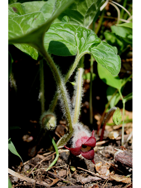 Asarum canadense (Canadian wild ginger) #31384